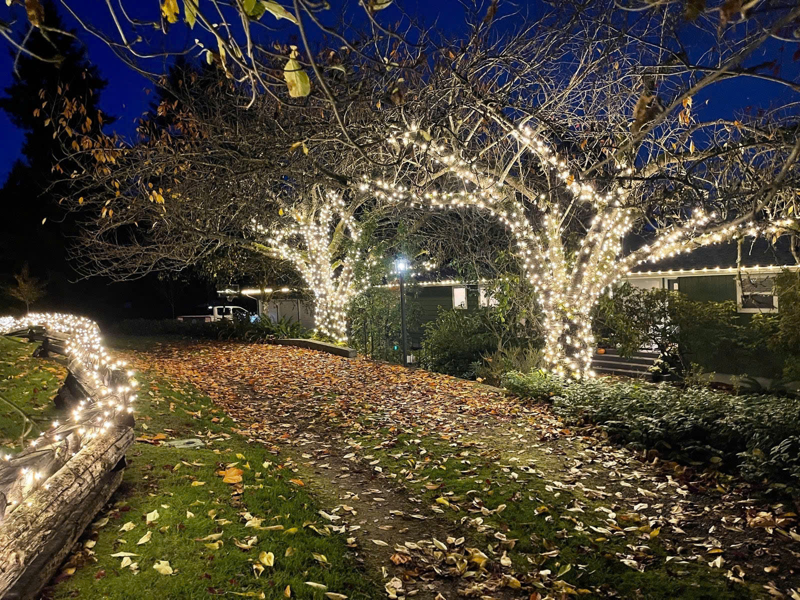 LED trang trí cây 3